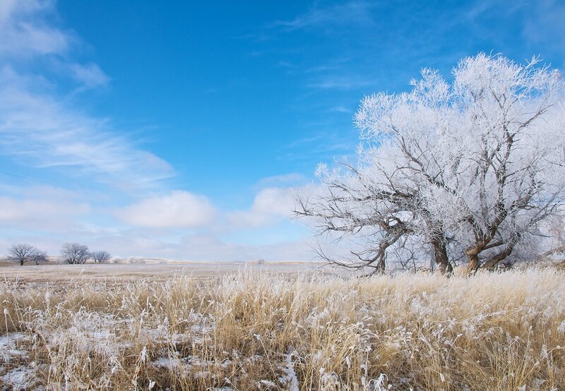 Frost-covered Tree in Field — Blue, Serene, Winter, Photograph, Sky