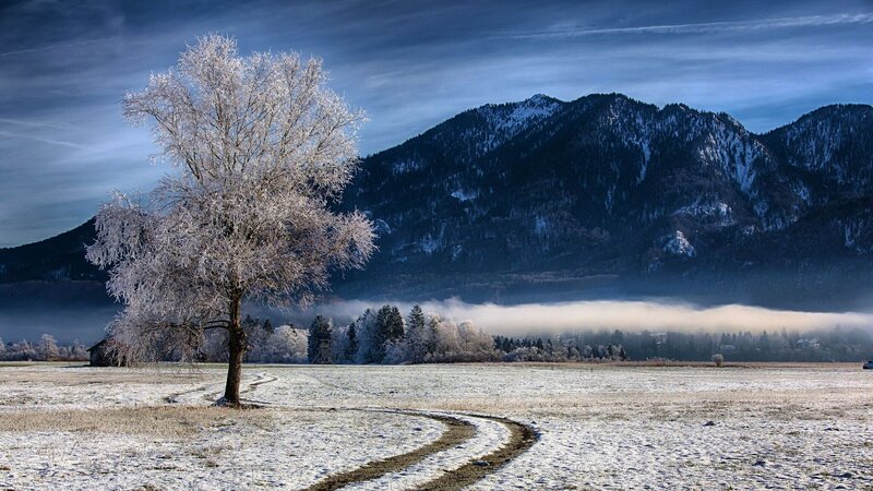 Frost-covered Tree in Field — Blue, Serene, Winter, Photograph