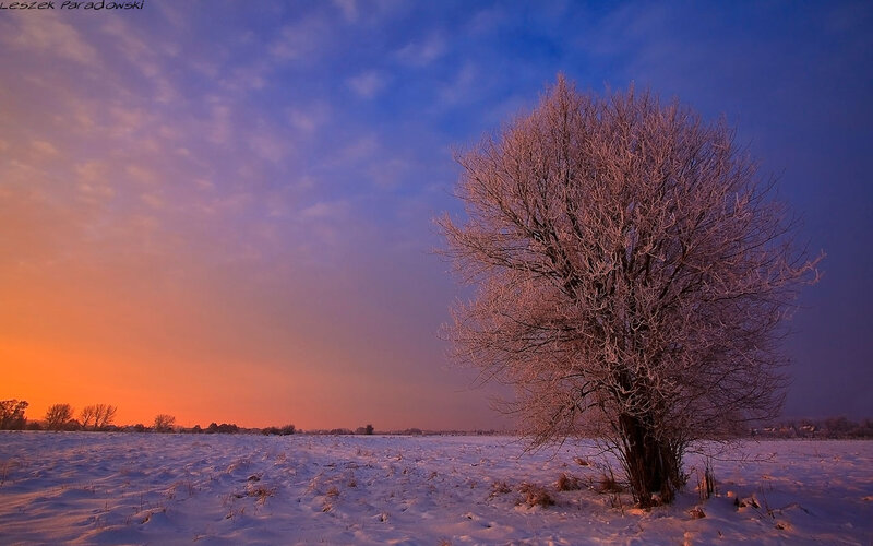 Frost-covered Tree in Field — Blue