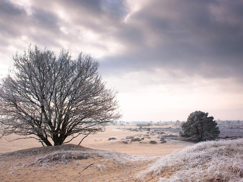 Frost-covered Tree in Field — Gray