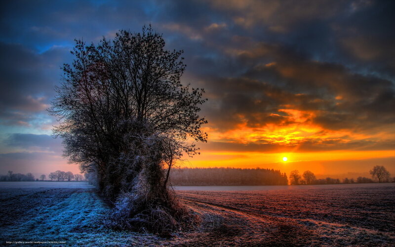 Frost-covered Tree in Field — Orange, Dramatic, Sunset