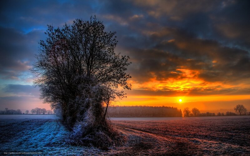 Frost-covered Tree in Field — Orange, Dramatic, Winter