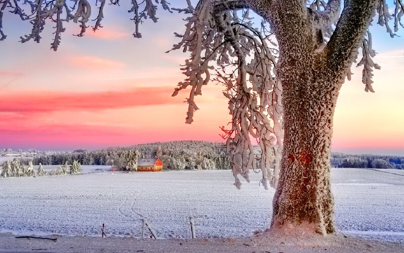 Frost-covered Tree in Field — Pink