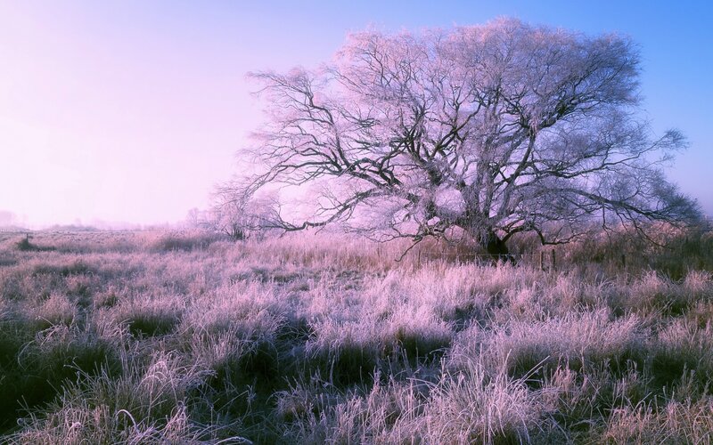 Frost-covered Tree in Field — Purple