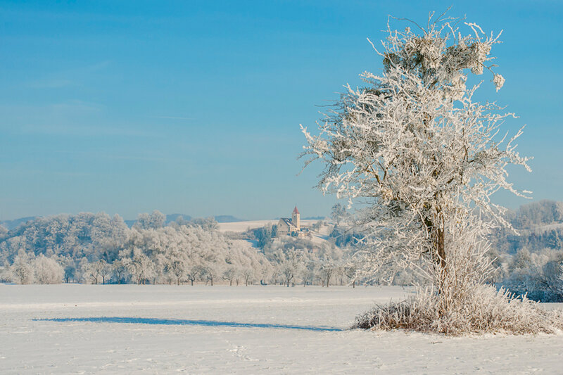 Frost-covered Tree in Field — White, Serene