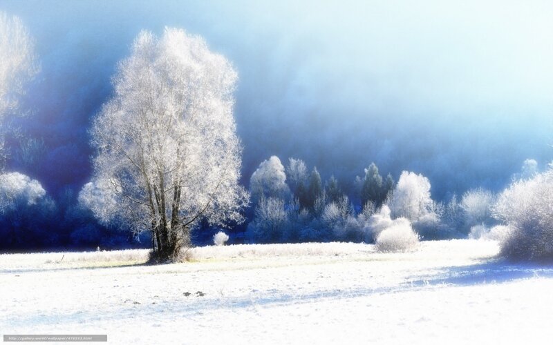Frost-covered Tree in Field — White, Serene, Winter, Photograph, Snow, Trees