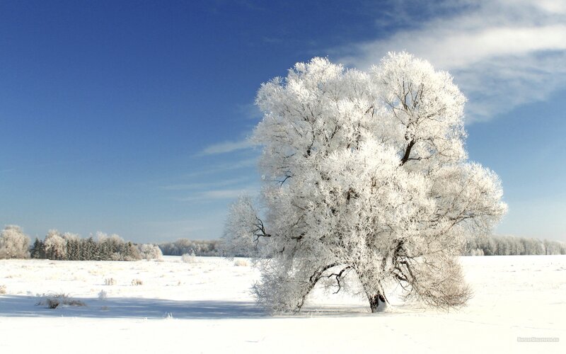 Frost-covered Tree in Field — White, Serene, Winter, Photograph