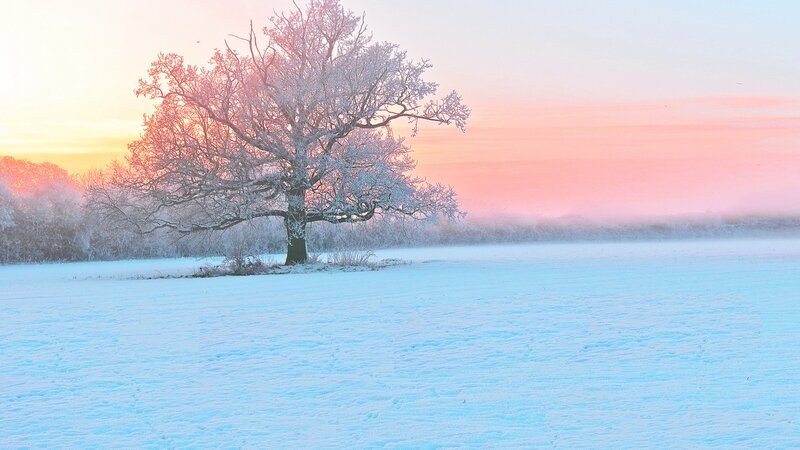 Frost-covered Tree in Field — White, Serene, Winter