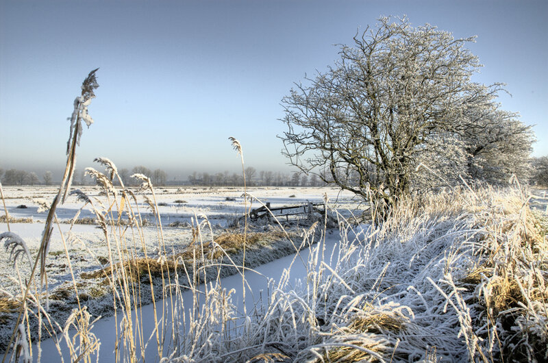 Frost-covered Tree in Field — White