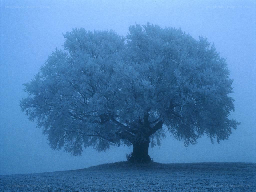 Frost-covered tree in fog