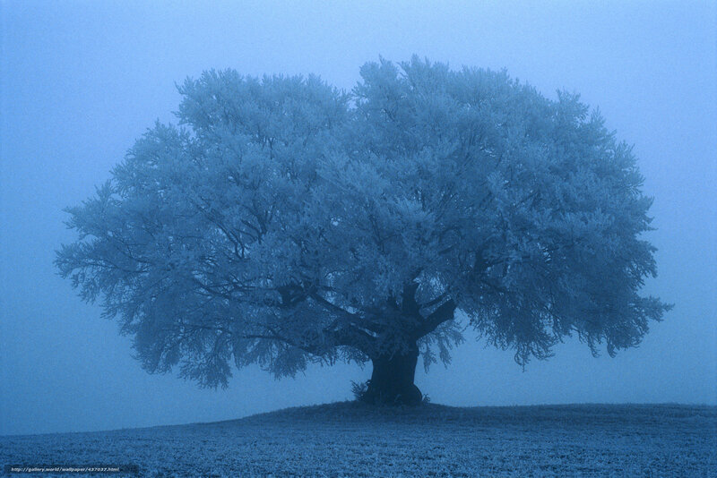 Frost-covered tree in fog