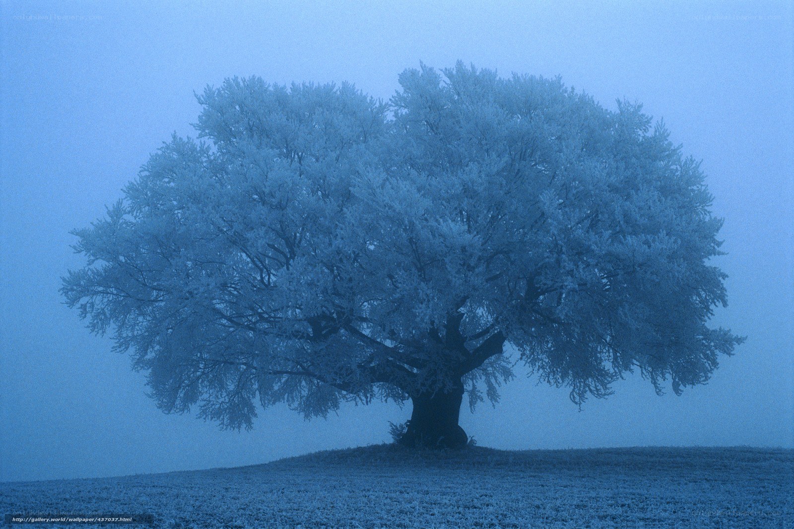 Frost-covered tree in fog