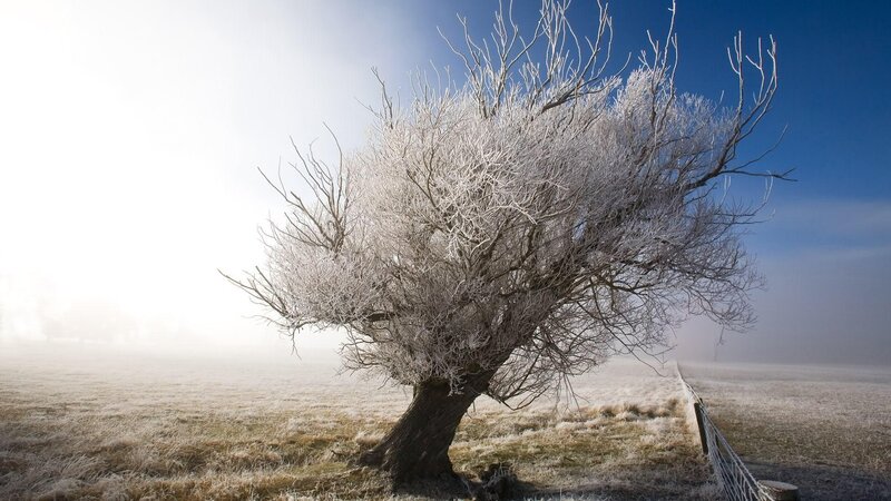 Frost-covered tree in fog