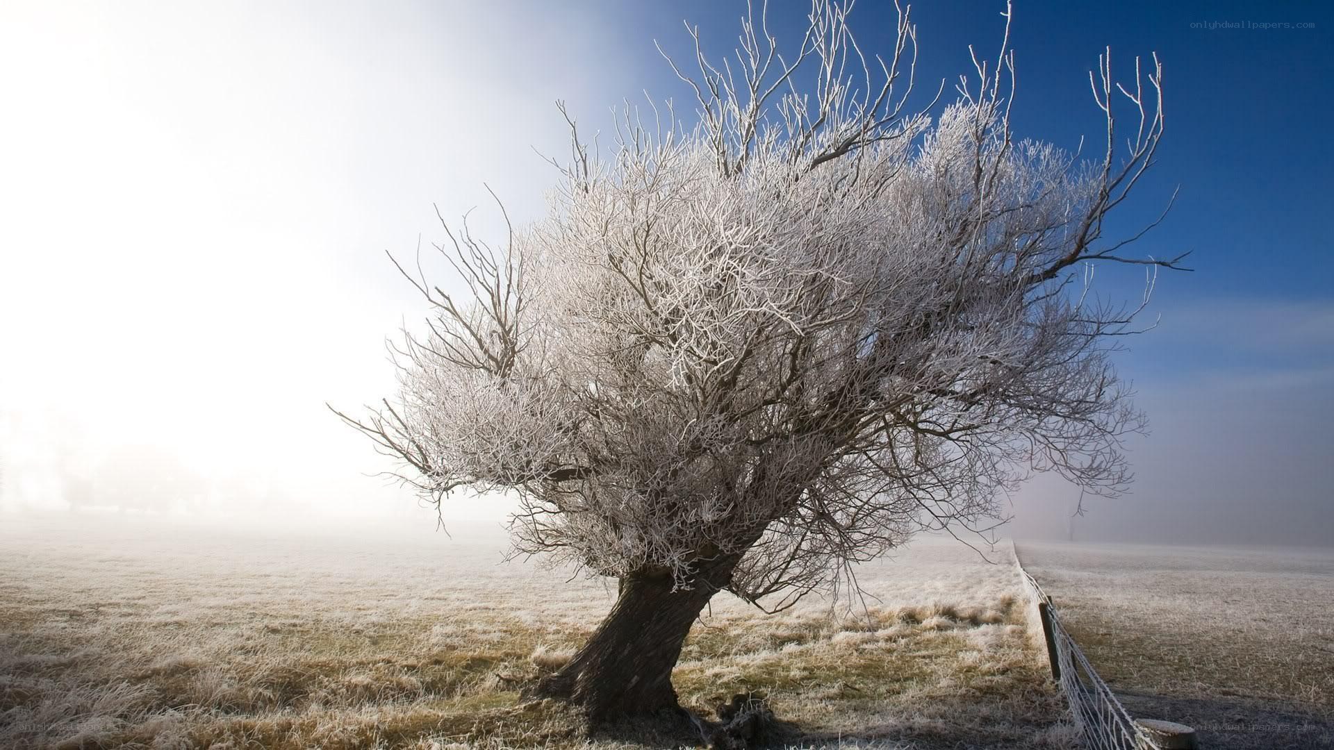 Frost-covered tree in fog