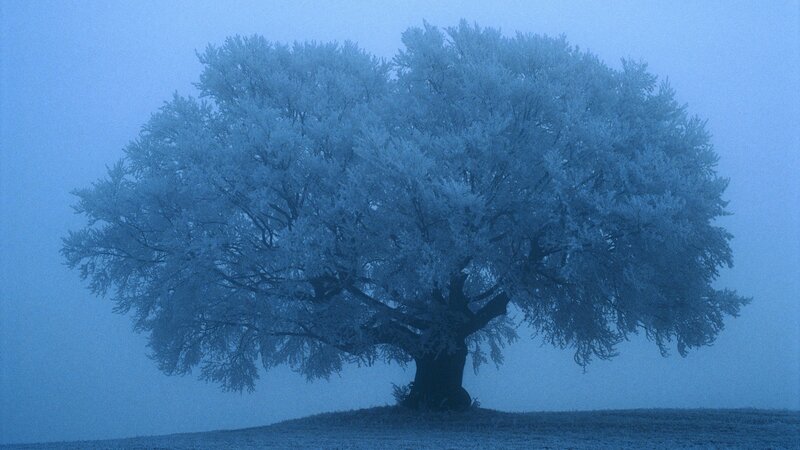 Frost-covered tree in fog