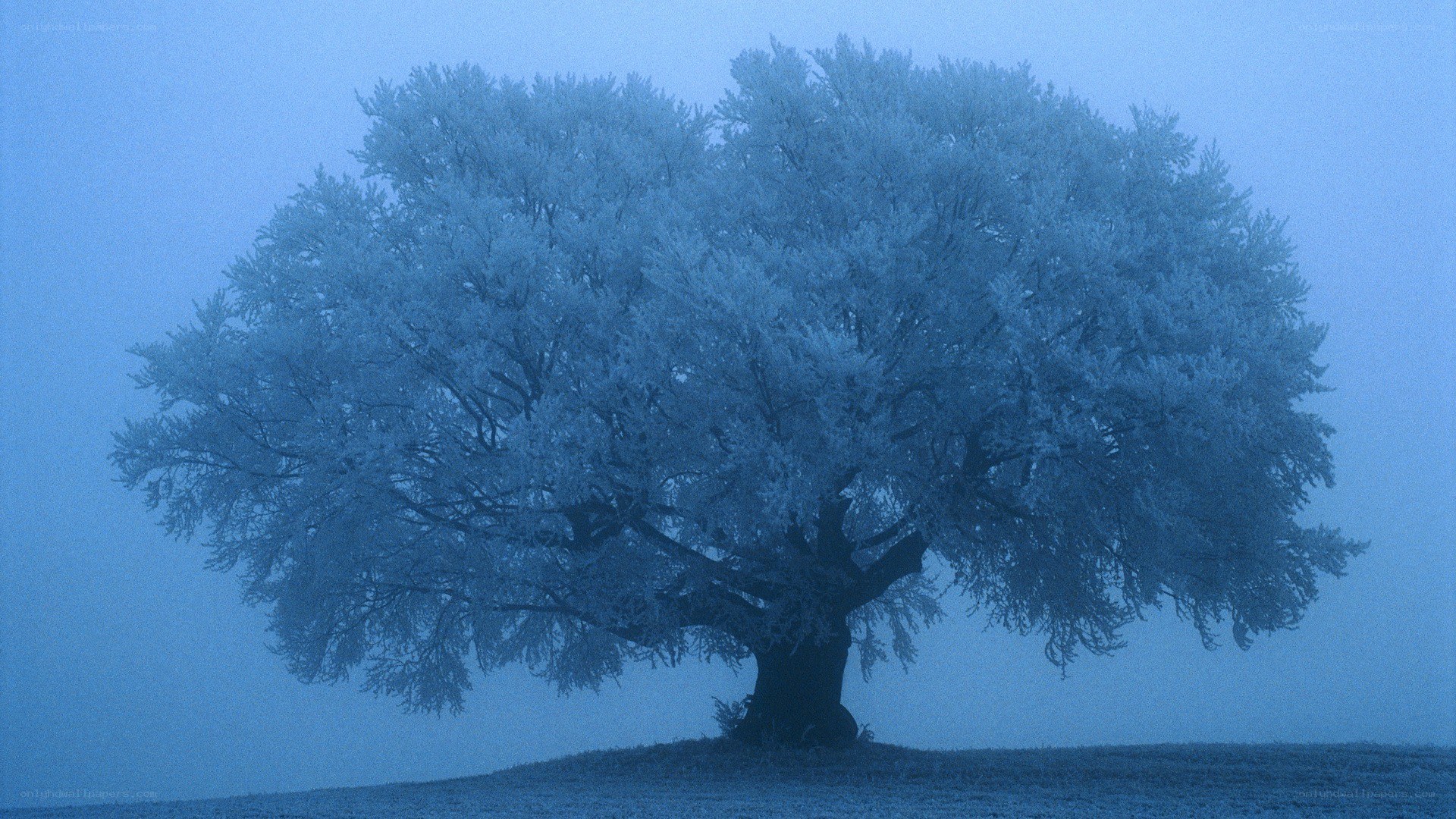 Frost-covered tree in fog