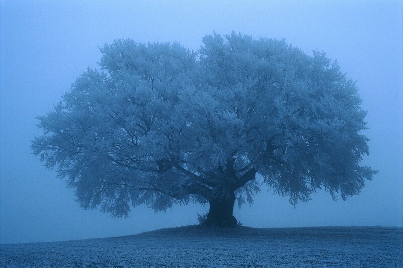Frost-covered tree in fog