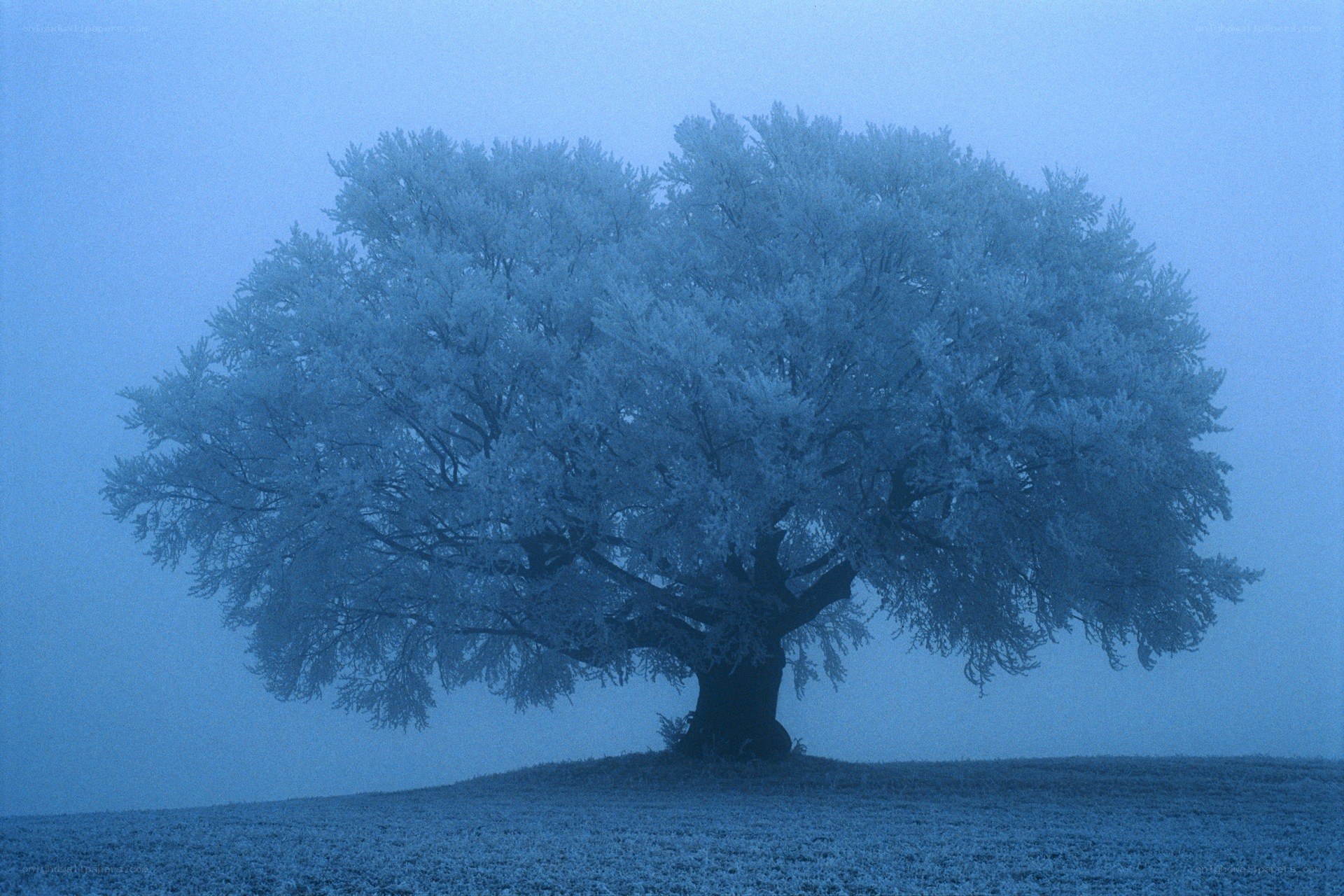 Frost-covered tree in fog