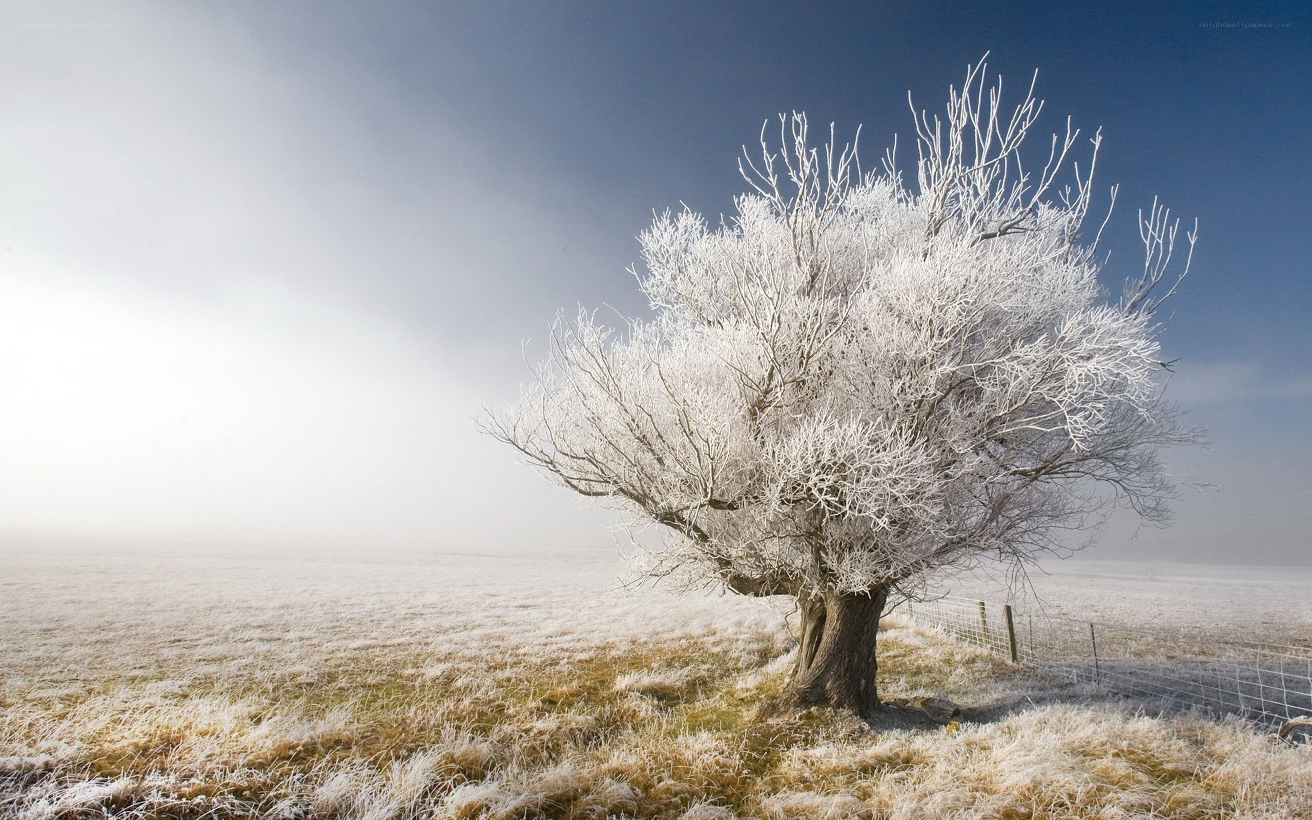 Frost-covered tree in fog