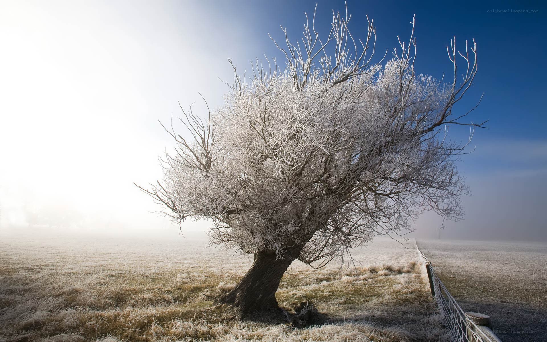 Frost-covered tree in fog