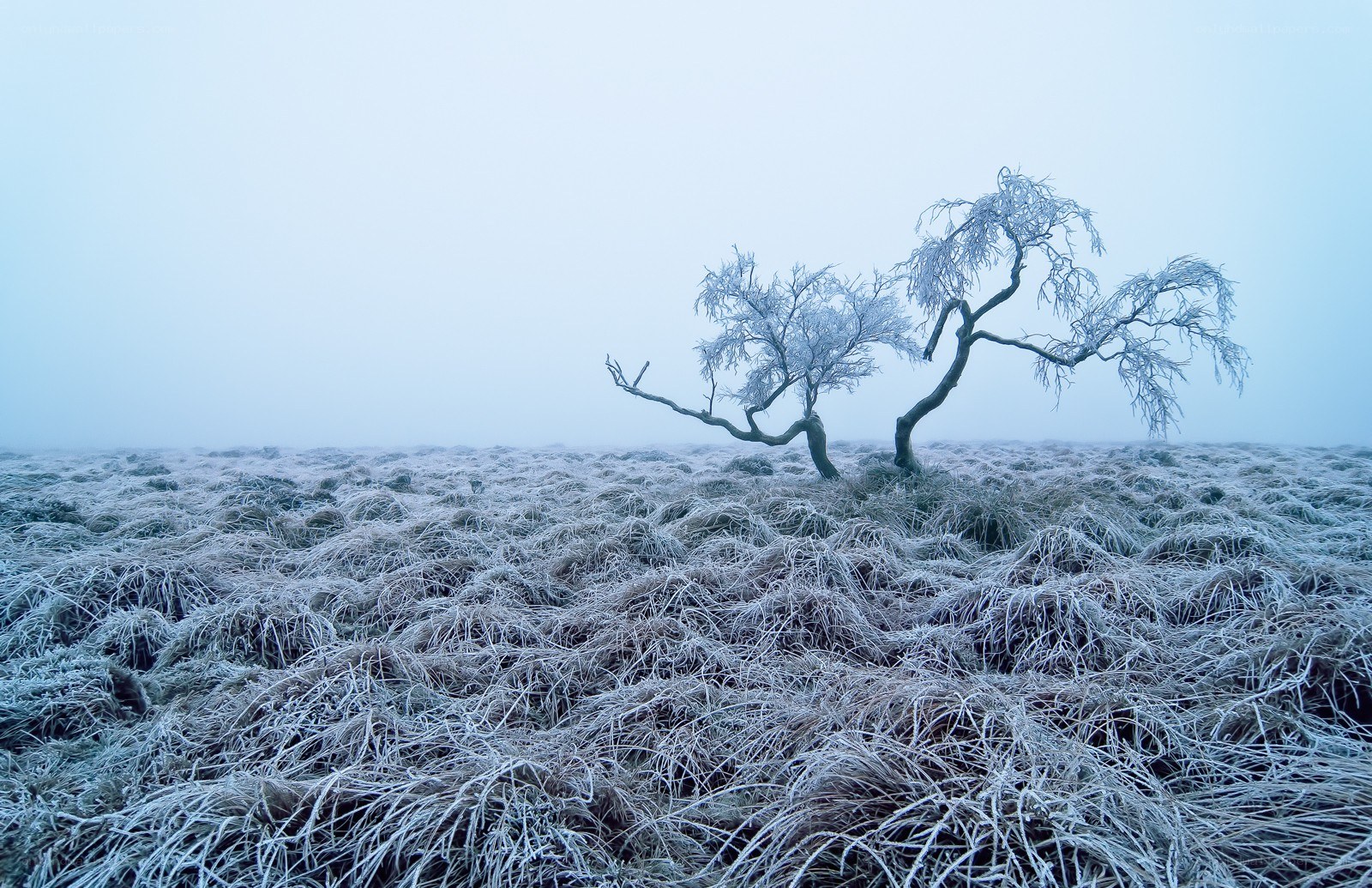 Frost-covered tree in fog