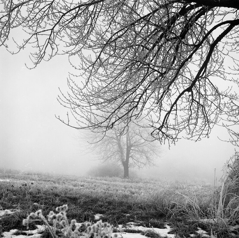 Frost-covered Tree in Fog — Black