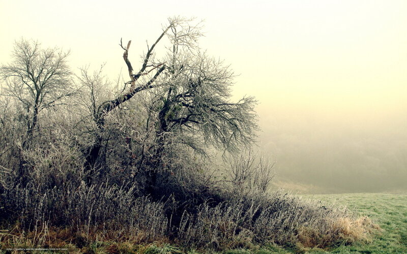 Frost-covered Tree in Fog — Gray