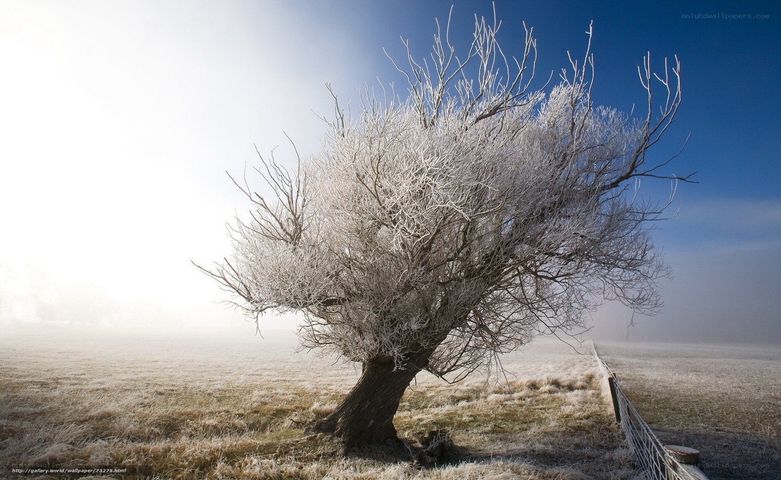 Frost-covered tree in fog
