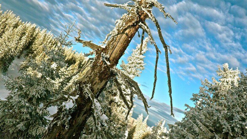 Frost-covered Tree in Forest — Blue