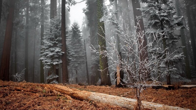 Frost-covered Tree in Forest — Brown