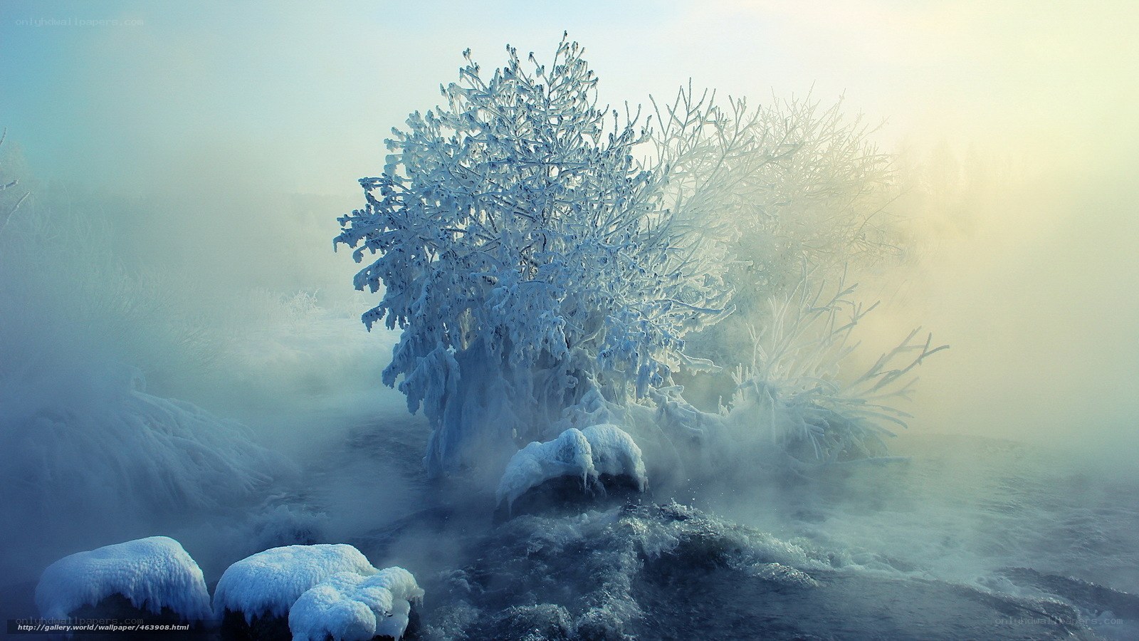 Frost-covered tree in mist