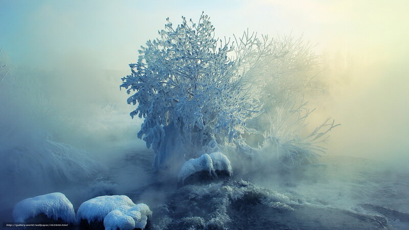 Frost-covered Tree in Mist — Blue, Cold