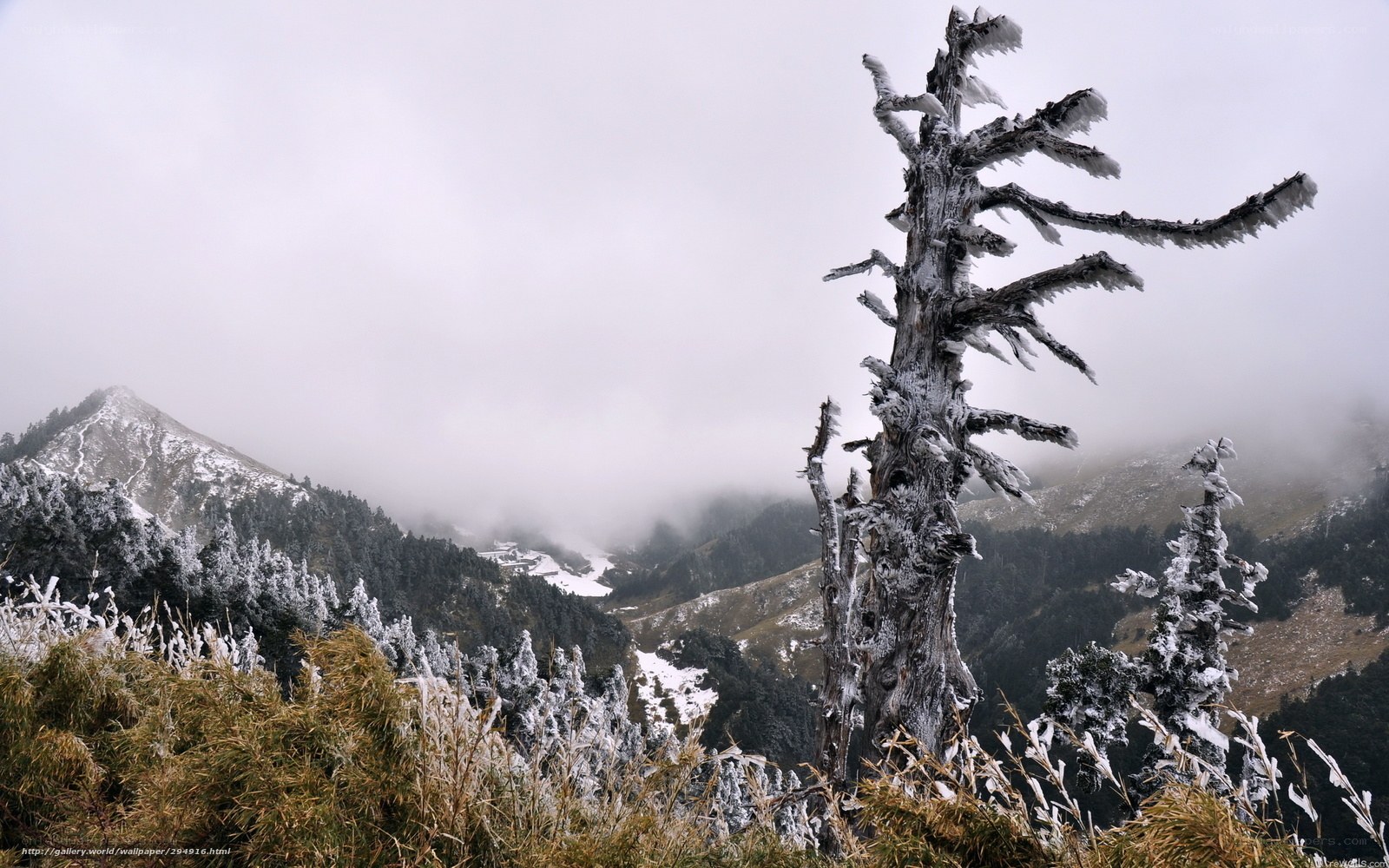 Frost-covered tree in mountain landscape