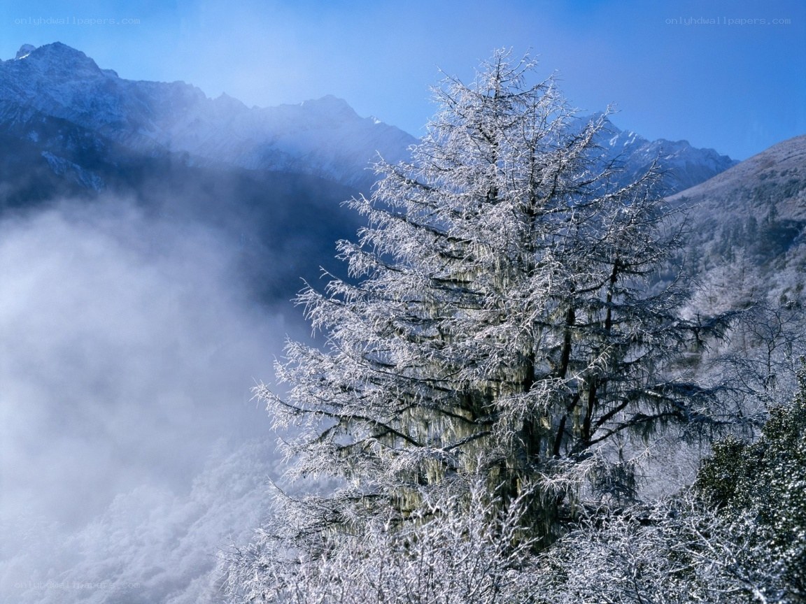 Frost-covered tree in mountain valley