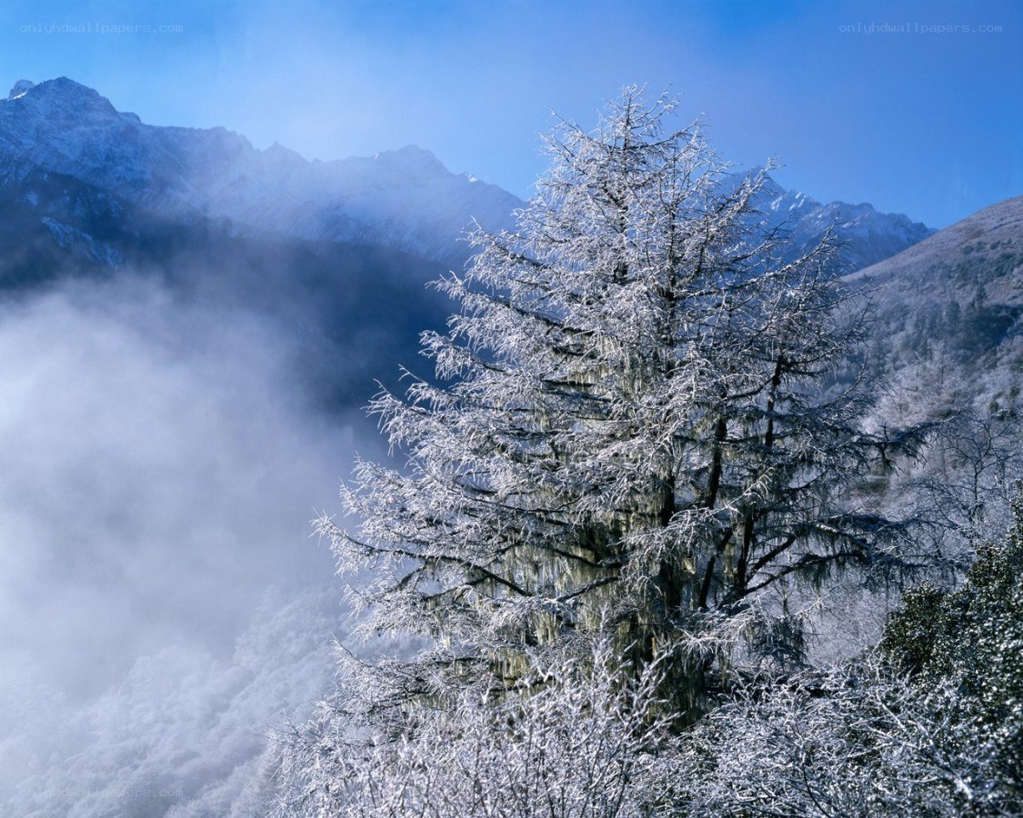 Frost-covered tree in mountain valley