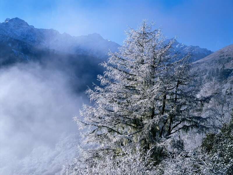 Frost-covered tree in mountain valley