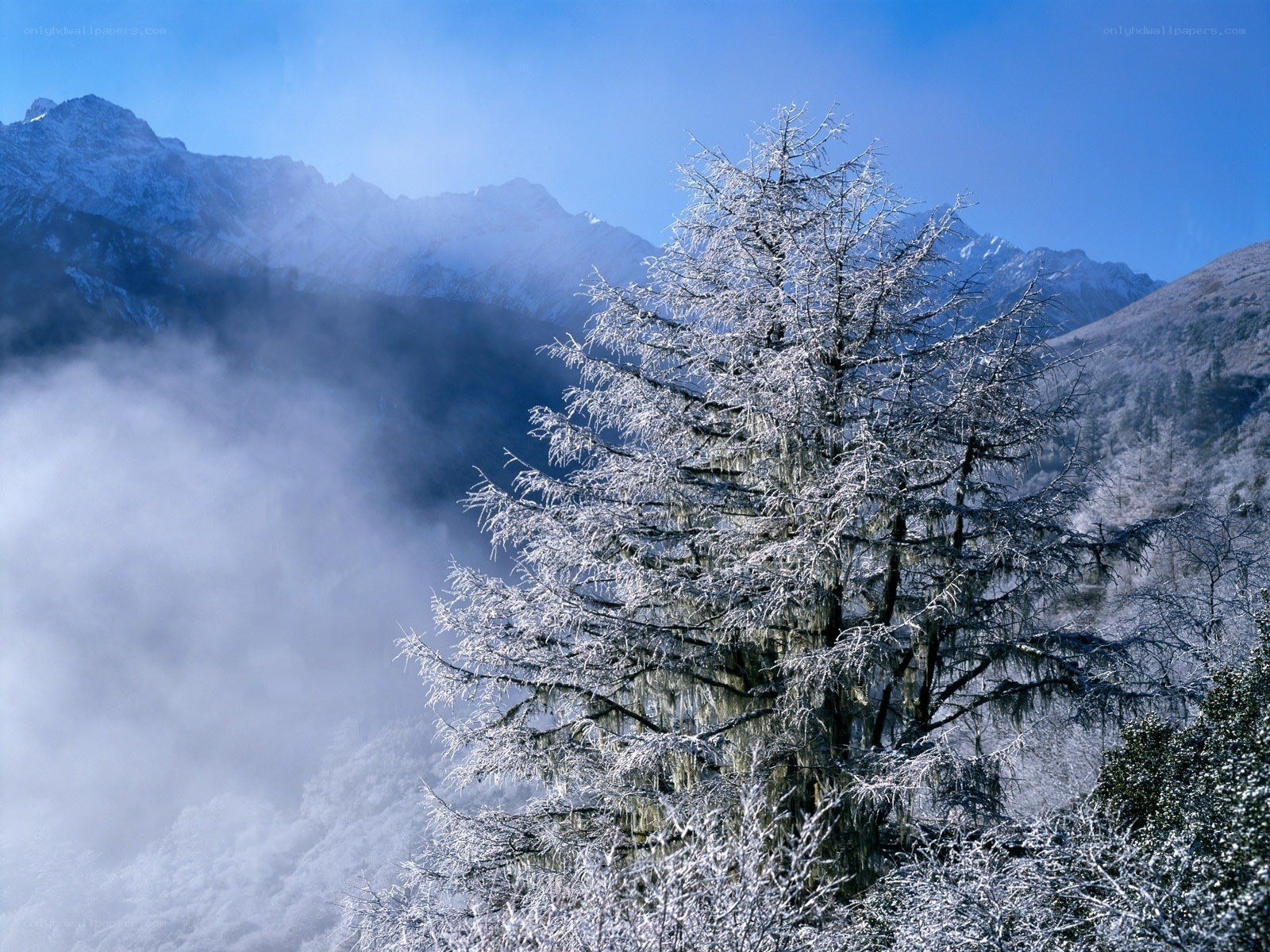 Frost-covered tree in mountain valley