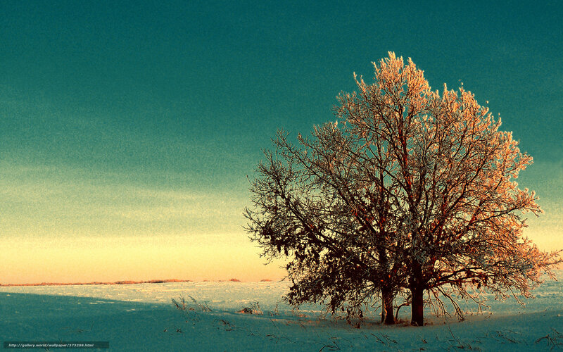 Frost-covered Tree in Snow — Blue, Serene