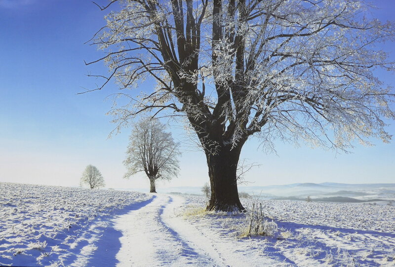 Frost-covered Tree in Snow — Blue