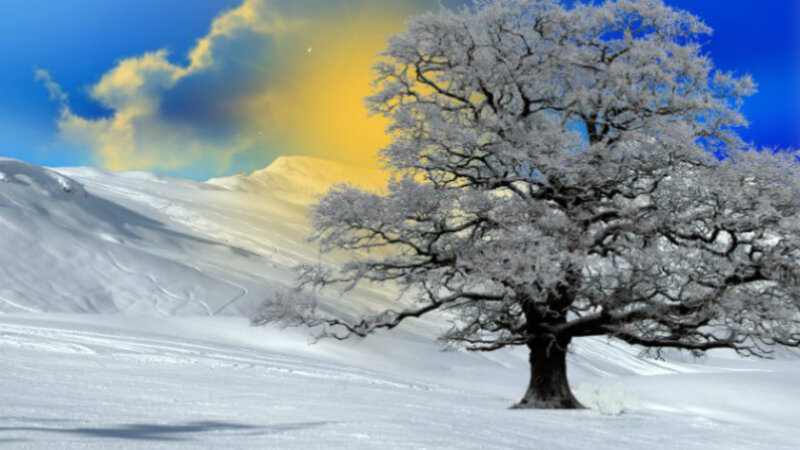 Frost-covered Tree in Snow — White, Dramatic