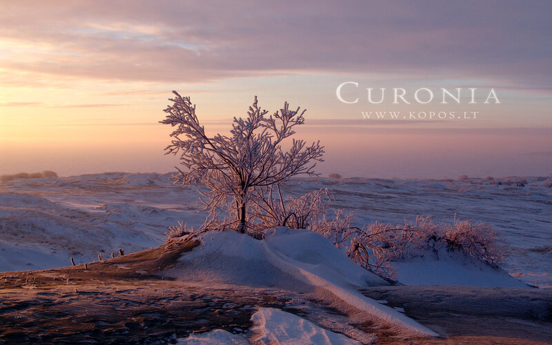 Frost-covered Tree in Snow — White, Serene