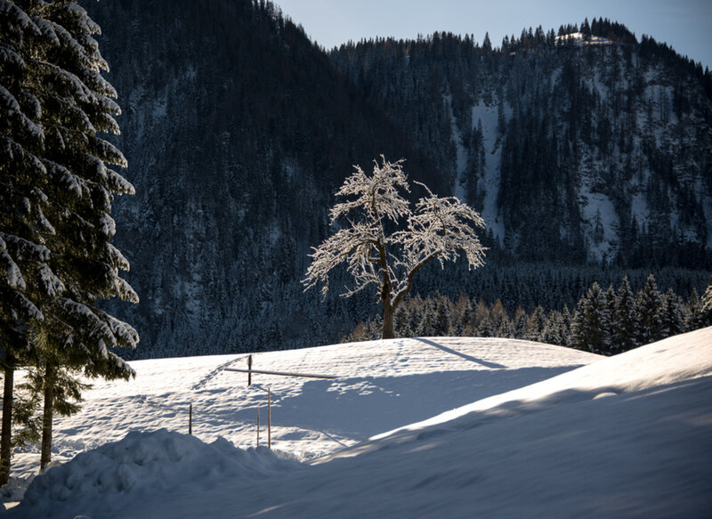 Frost-covered Tree in Snow — White, Serene, Winter, Photograph, Snowy Hill