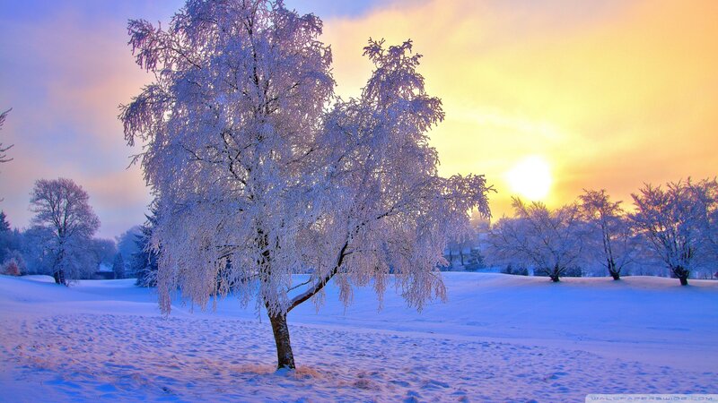 Frost-covered Tree in Snow — White, Serene, Winter, Photograph, Sun