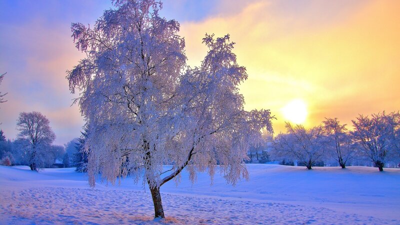 Frost-covered Tree in Snow — White, Serene, Winter, Photograph