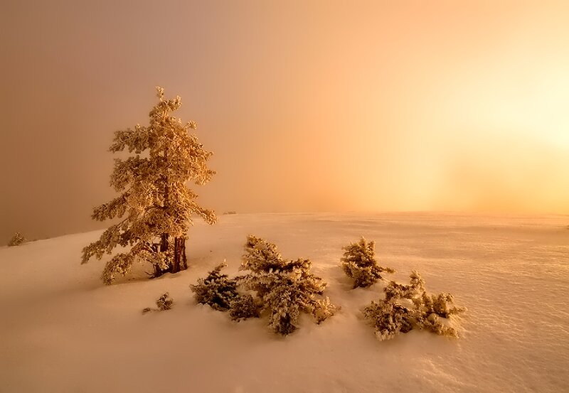 Frost-covered Tree in Snow — White, Serene, Winter, Photograph, Trees, Sky