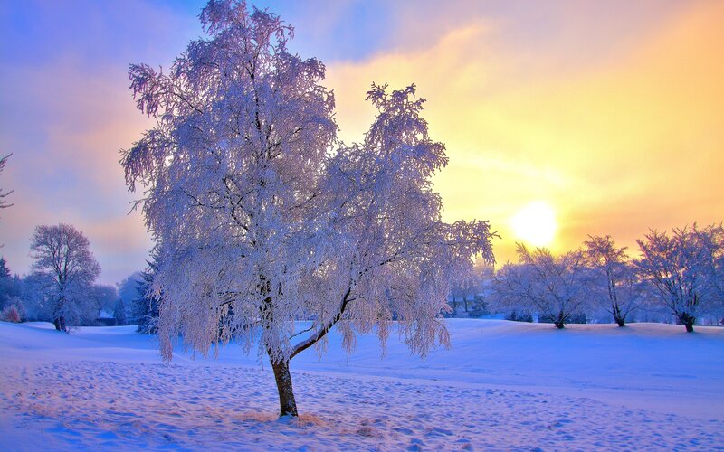 Frost-covered Tree in Snow — White, Serene, Winter, Photograph, Trees