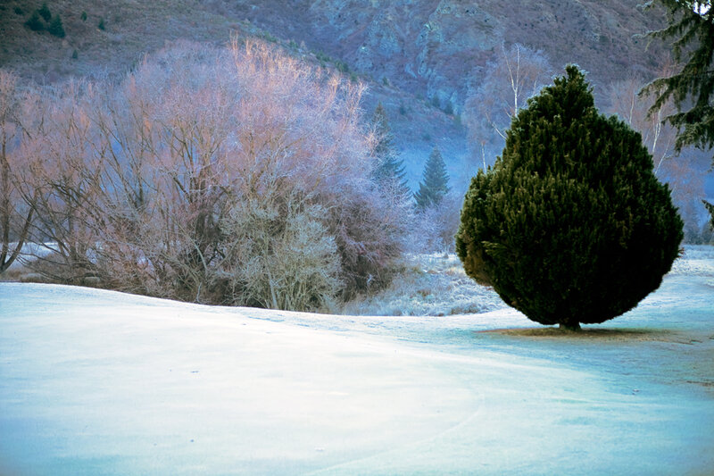 Frost-covered Tree in Snow — White