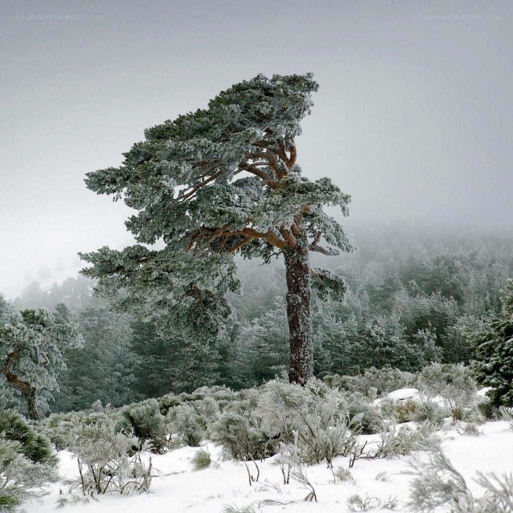 Frost-covered tree in snowy forest