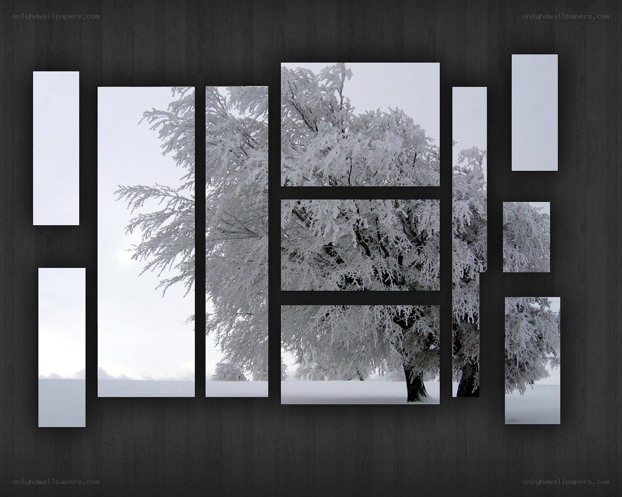 frost-covered tree in winter