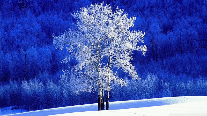 Frost-covered tree in winter